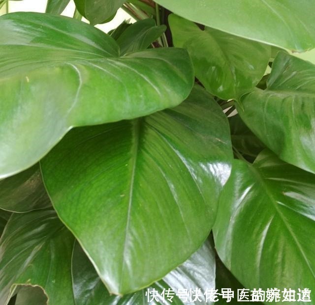 植物|桔子皮水养花效果好，但有些花不能随便浇！