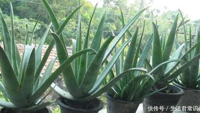 聪明人都养“6种花”,空气清新“病菌少”,老人孩子少生病!