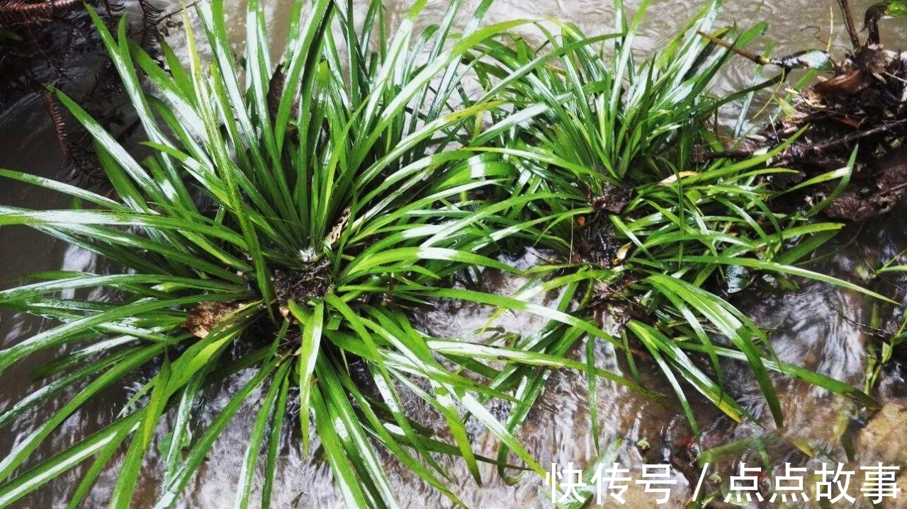 穿骨七|河边一种香草,专门长在石头上,它是有名的“穿骨七”30元一斤