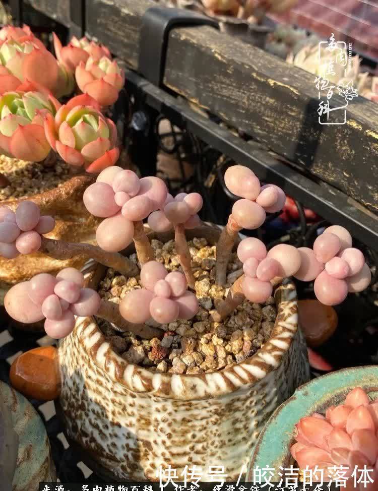 阳光露台多肉,天时地利人和!美肉知时节,当春乃发生!