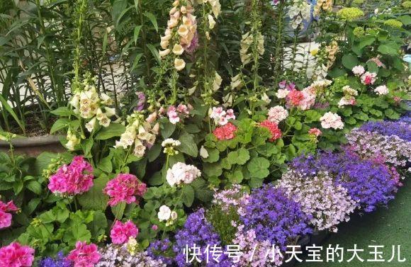 记录一下我养过的花，1000多盆都有啥