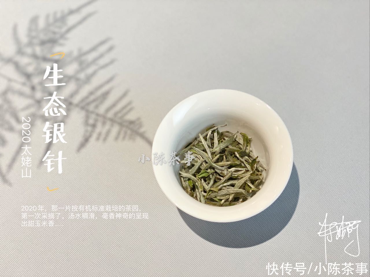 冲泡白茶|买大还是买小？买厚还是买薄？有关白瓷盖碗的答案都在这了