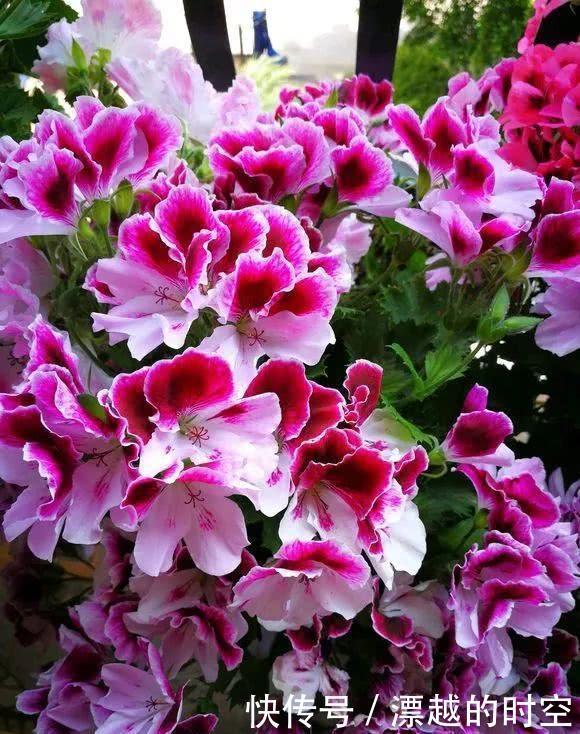 养花|夏天养花,别做几种“险事”,避免养一盆烂一盆