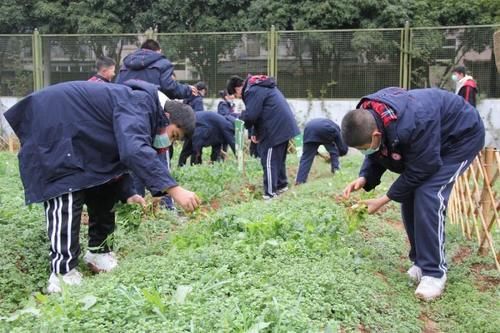 迎春开学的别样方式：华师初中部采摘开心菜