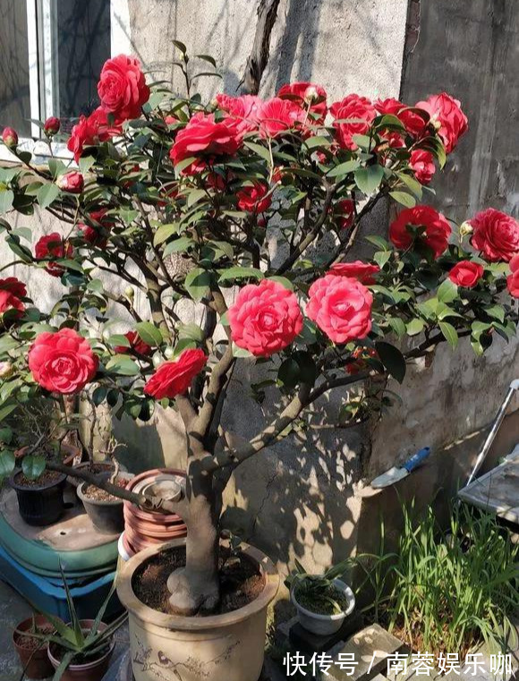 对花有一种特殊的情怀,能养几十年的花,养1盆当传家宝!