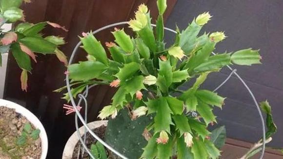 圣诞仙人掌|嫁接、盆栽蟹爪兰该注意什么2步管理到位,茎叶嗖嗖花开不停