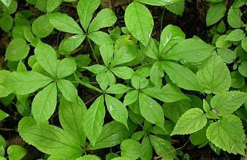 春天吃野菜，春芽最好吃，7种树上的春芽，好吃又营养，你可吃过