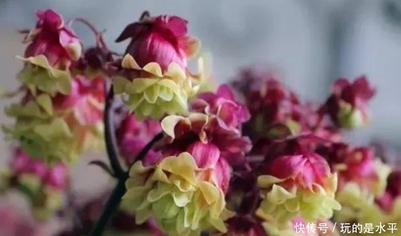 4种花最适合阳台养,好养又漂亮,花朵开满枝头,一开就是300天!