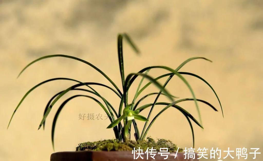 频繁者|兰花几天浇一次水?3天浇一次,和15天浇一次有区别吗