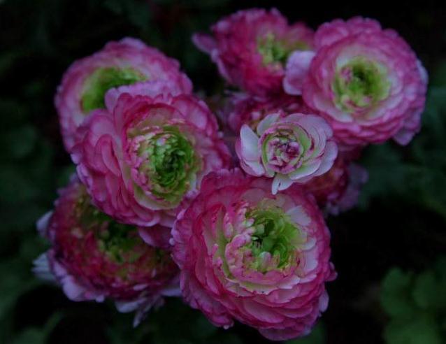 养花总“养死”3种“廉价花”养一盆，3月不用管，照样花儿爆