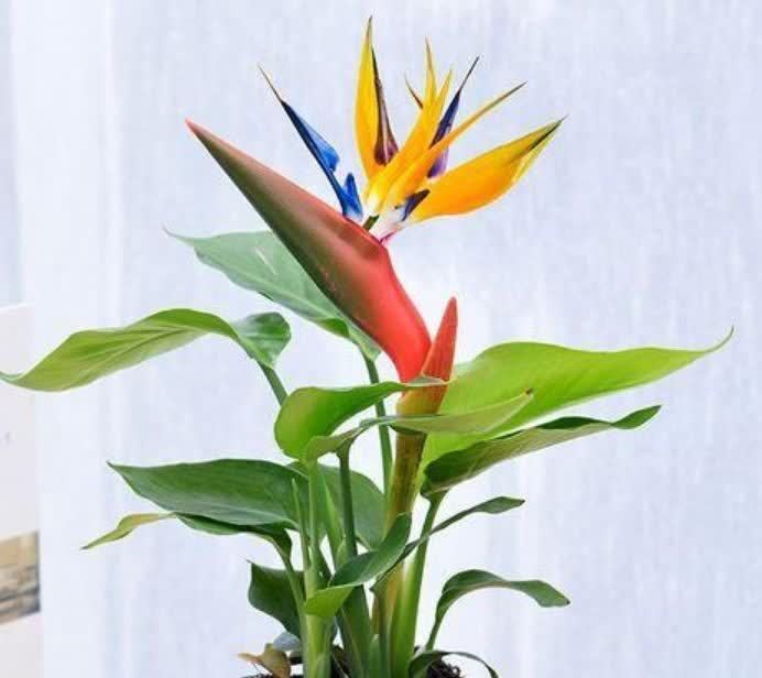 4种花好养又漂亮,养上一盆,高端大气上档次,花朵烂漫迷人