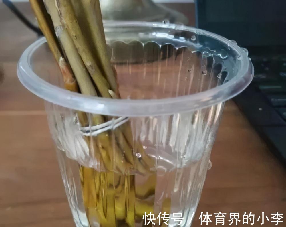 大爷养长寿花，土里埋根它，长寿花蹭蹭狂长，一盆开花几十朵