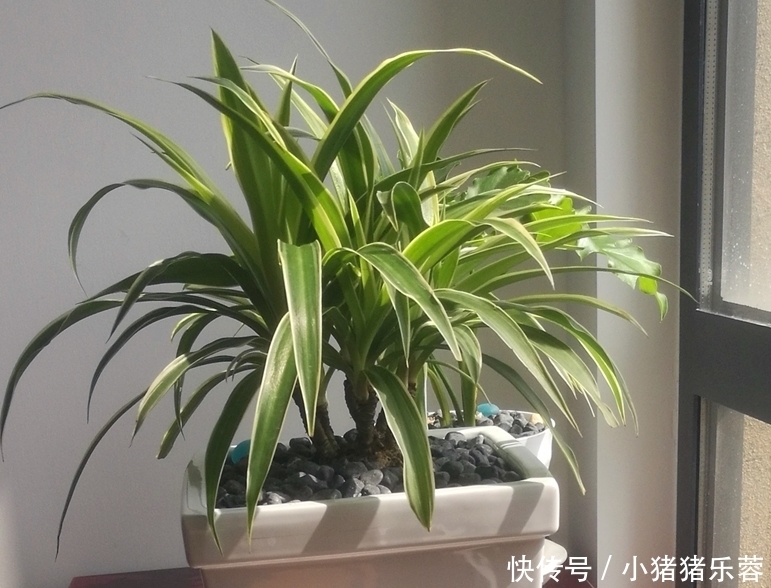 把吊兰养成“瀑布”,那是小意思,养成老桩盆景才是真本事