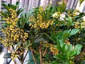 米兰花|3种花养在阳台直接美爆,不怕晒,不怕热,繁花似锦,花美心情好