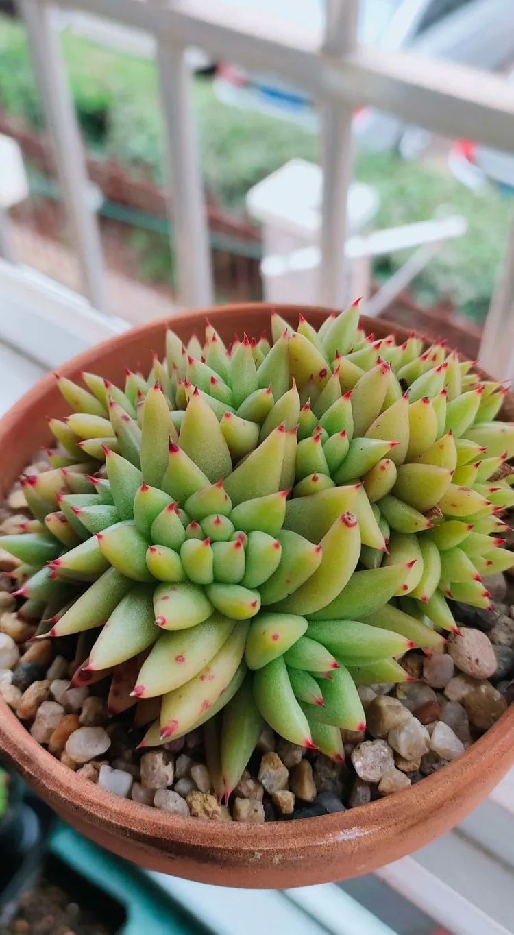 爱自己、爱家人、爱生活、爱多肉,因为有爱我便无惧风浪!