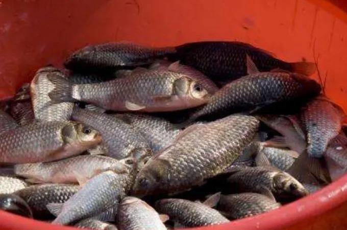 冬钓板鲫，究竟钓灵好还是钓钝更合适？看完才解开我多年的疑惑