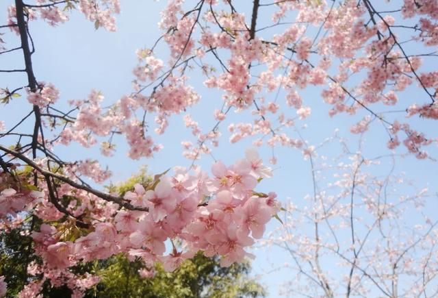 正值|这里的樱花正值花期！比日本美，被誉为“世界三大赏樱胜地之一”