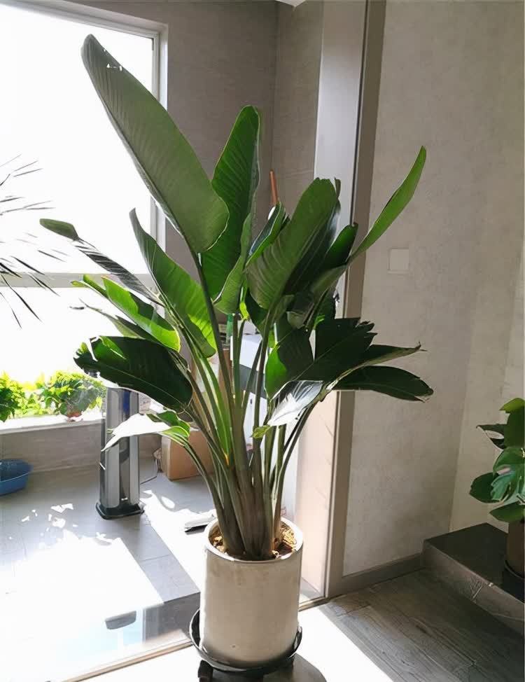 20种吉利大盆栽,客厅放一盆,吸收废气去异味,寓意好更养人