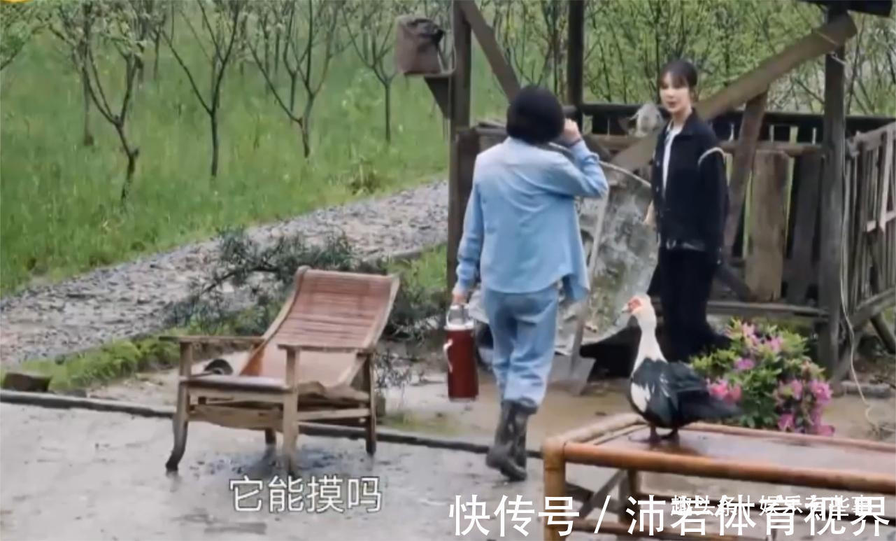 節目組|楊紫抓雞嚇唬張藝興,雙雙被啄嗷嗷叫,迷糊夫婦太逗了