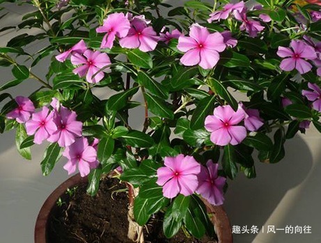 居家养花浇水加上这三种东西,轻松养到爆满盆,便宜又好用