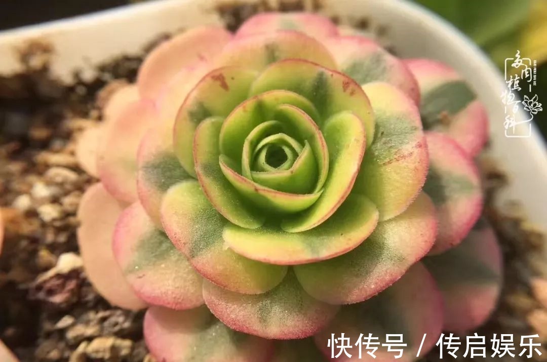 科普“山地玫瑰锦”万中无一,仙气缭绕!附养护知识!