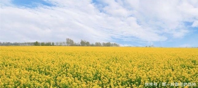 属于河南邓州的油菜花风景