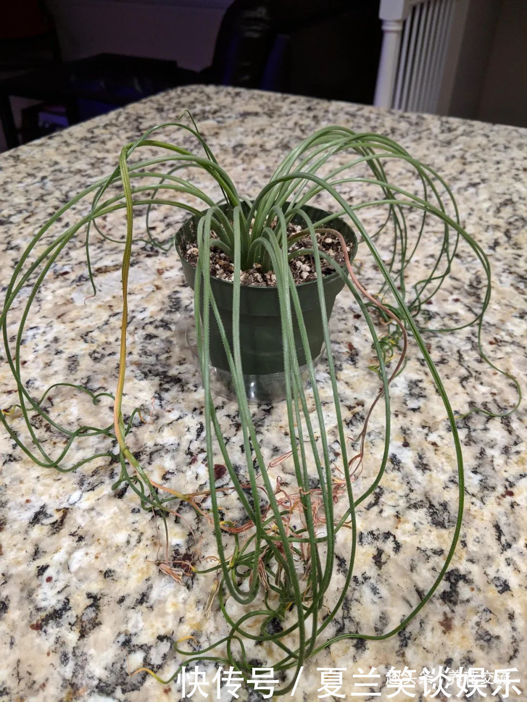 养护|6种特别怕热的花卉,度夏要多注意几点,夏天容易挂,养护要谨慎