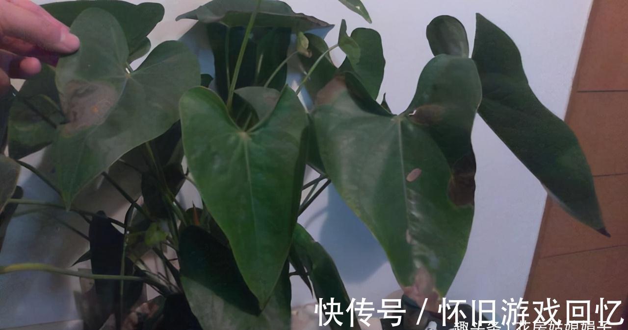 冬季养花,做到不黄叶,不冻伤,安全越冬,要按这些方法进行养护