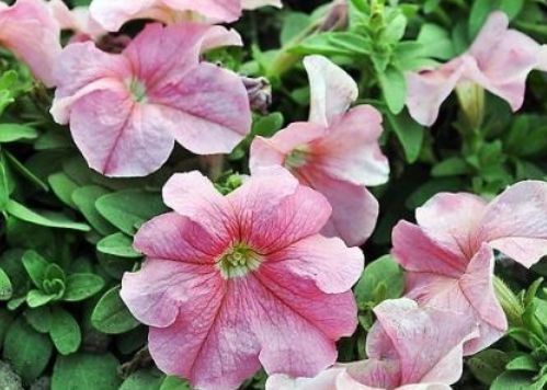 养这几款花,枝条插土就生根,不用费心打理,花开繁盛惹人爱