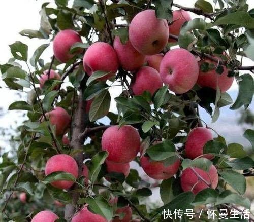 海棠海棠|院子阳台不要瞎养花，推荐几种树，果子好吃还能添福