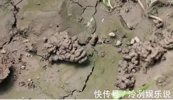 “1种料”用来养花，不烂根、不黄叶，比啥肥都好，养啥花都旺！