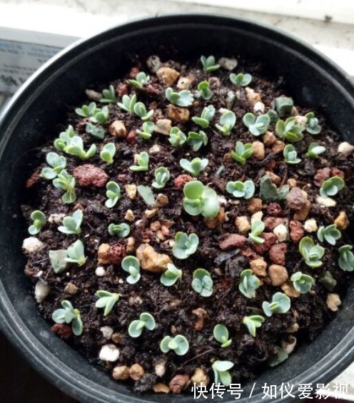 这花太能生崽,恨不得用脚踩,结果越踩长得越多!