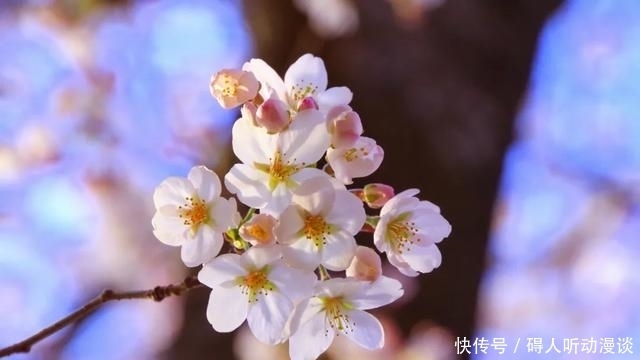 纪念泰戈尔:生如夏花之绚烂,死如秋叶之静美