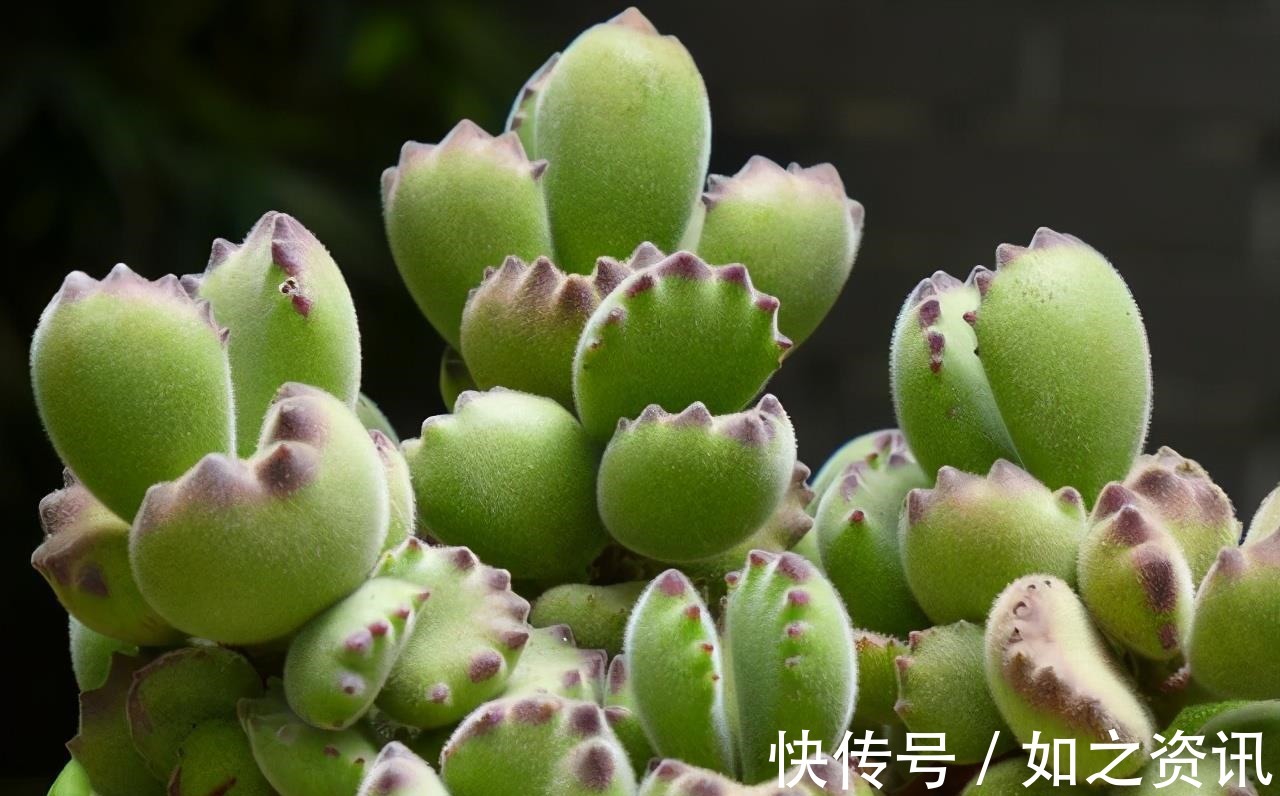 夏天养多肉,防晒并不是最重要的,做好这4件事就能少收空盆