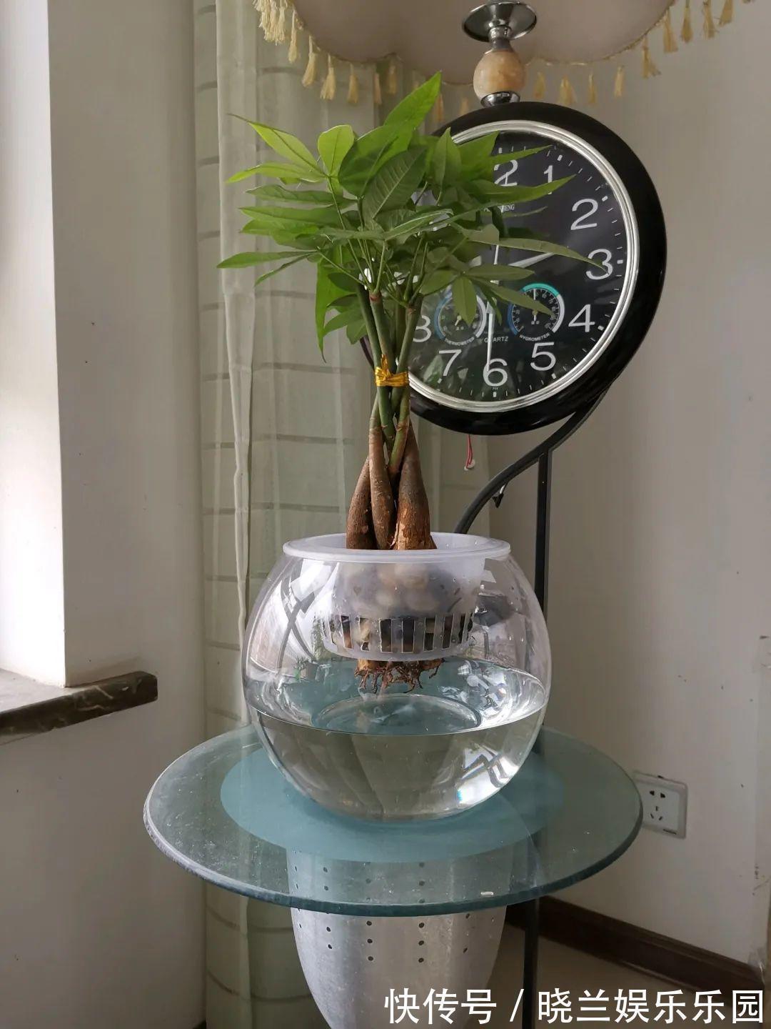 绿萝|最难养的7种花,丢水里反而蹭蹭长,根系长满瓶!