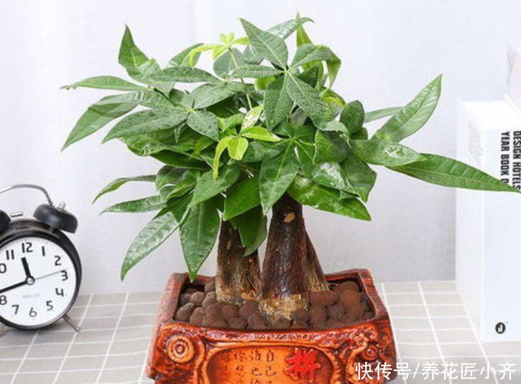 养死发财树的“5个原因”，多数人都是最后一个没做好，要避开