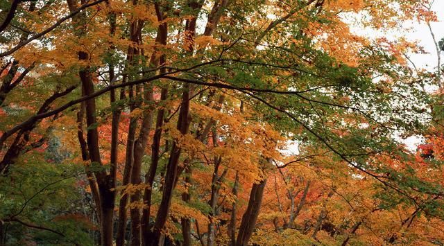 负氧|四川这座山太美了！距绵阳市只有58公里，还是典型的喀斯特地貌