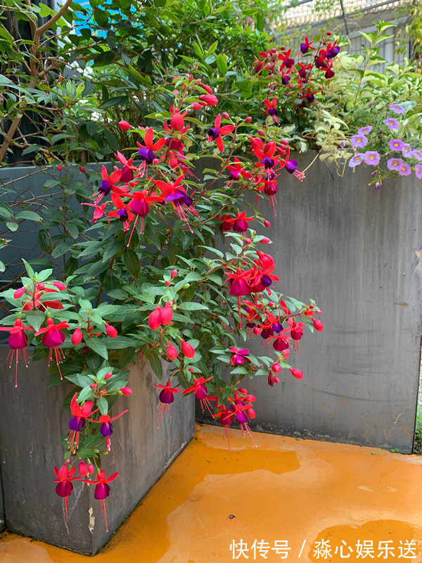 开花最勤的室内盆栽绿植,全年有花开,花型奇特美丽,漂亮又好种