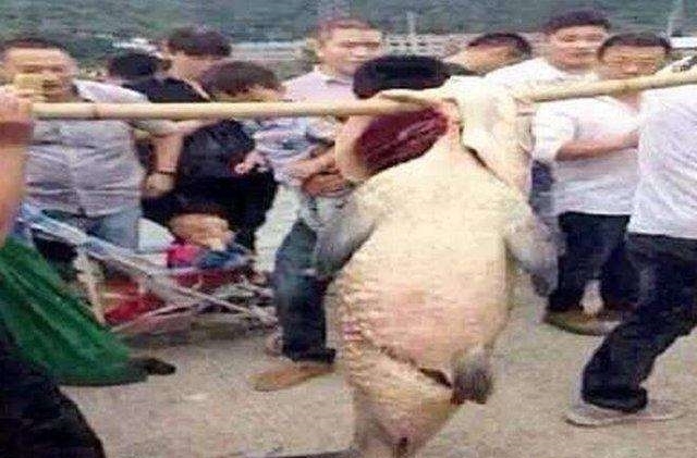 百年鱼精被捕杀后,神秘一幕出现了