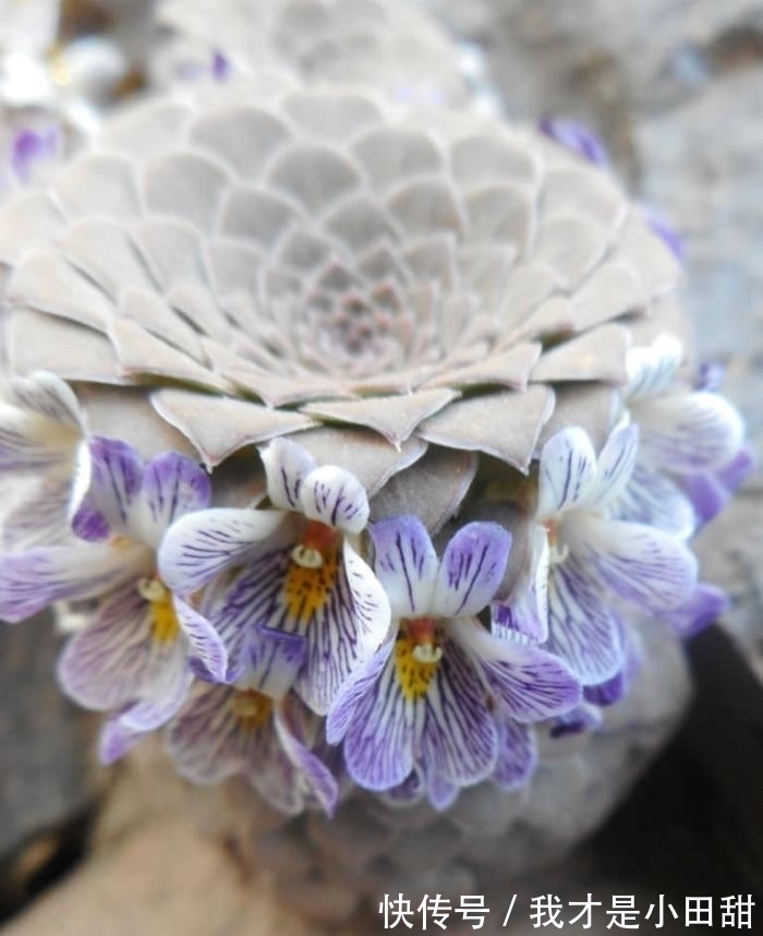 高贵冷艳的多肉新品,紫色系的罗兰夫人,连花都是紫色的