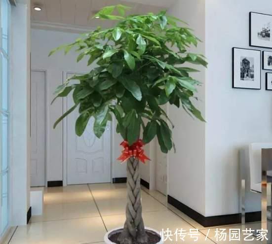金钱树|5种“旺财花”,建议客厅养一盆,净化空气,格调高雅上档次