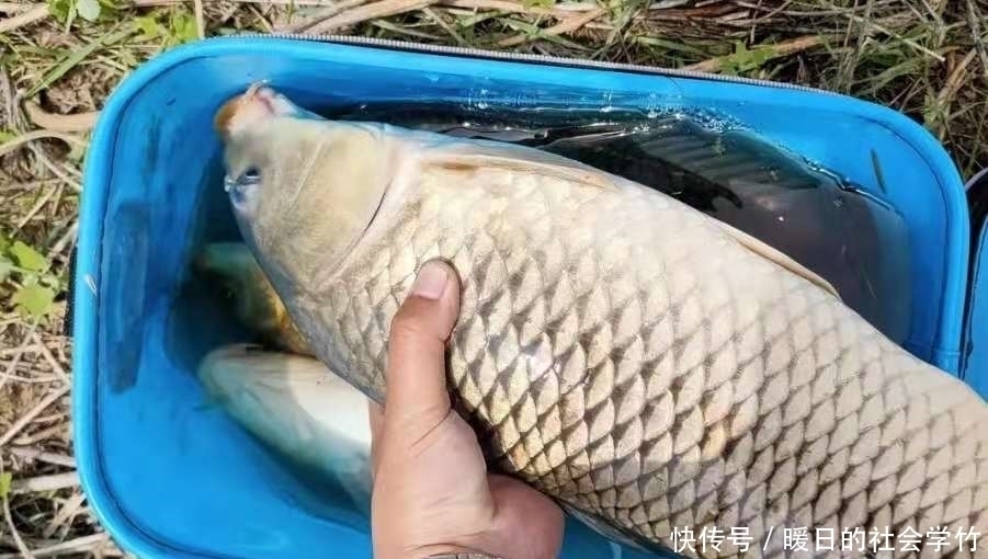 钓位|鲤鱼越大越难钓，没料想我用这三招，上鱼率不是一般的高！莫忽视