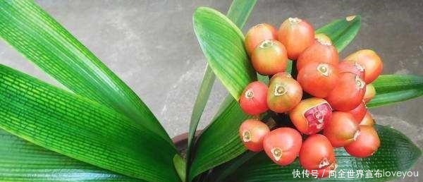 君子兰“离不开”2种水，1年换着“浇”，冒“白根”、开花多！