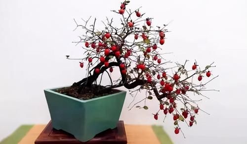 老鸦柿上盆后的养护很重要,5个方面的经验,帮你做好日常管理