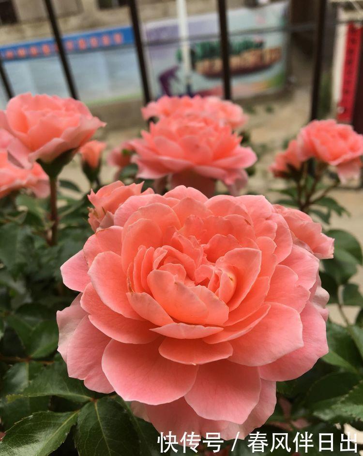 阳台|5种花是爆盆能手，开起花来“拦”不住，不仅花好看，名字也好听
