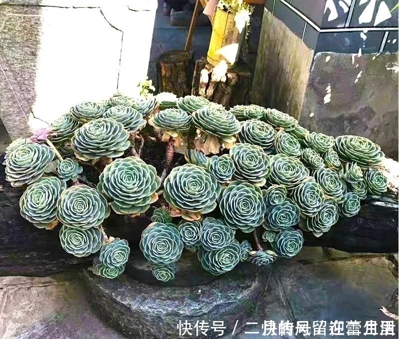 白牡丹|盘点多肉界最经典的几个品种,99%的肉友都养过