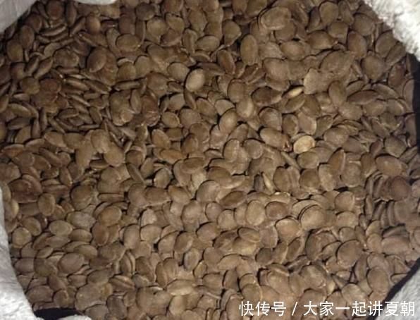 君子兰其实很好养，在花盆加点这东西，花开不断，长得那叫一个旺