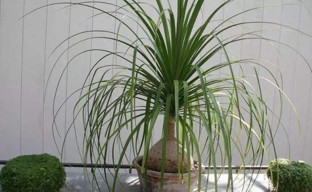 4种可以在家中盆栽的“树”,皮实好养颜值高,第四种养的人很少