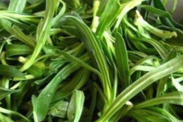 食用枸杞|吃野菜好处多,专家有几种野菜是天然中药,多吃身体才健康