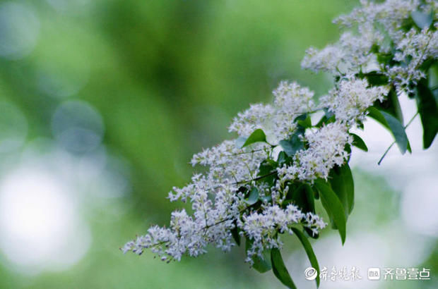 花开齐鲁｜趵突泉公园小叶女贞花开如雪，唯美又浪漫快来赴约吧